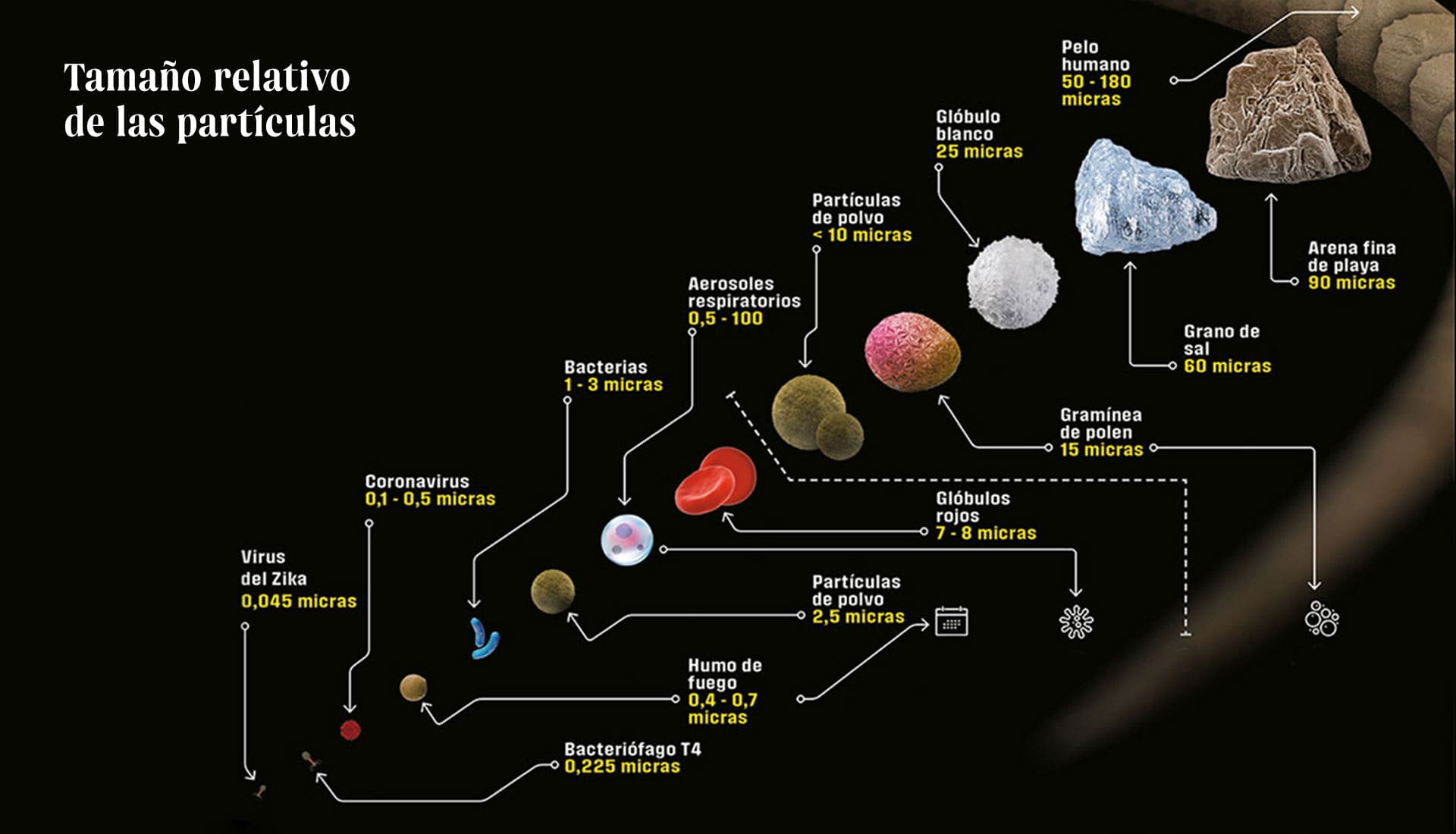 Los aerosoles de un tamaño de hasta 100 micras se pueden flotar en el aire en el tiempo suficiente para ser inhalados. La OMS declaró en julio de 2020 que las partículas de 5 micras caen al suelo muy rápidamente y todavía no ha aceptado de forma explícita su error. Este gráfico compara el tamaño de distintas partículas.