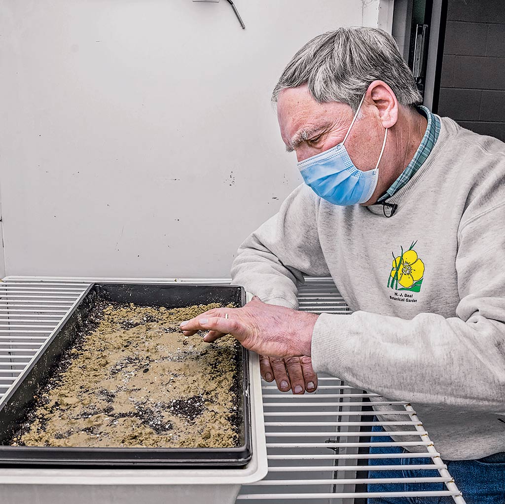 Frank Telewski, uno de los botánicos implicados en la investigación, observa las semillas desenterradas en el laboratorio de crecimiento de la Universidad de Míchigan.