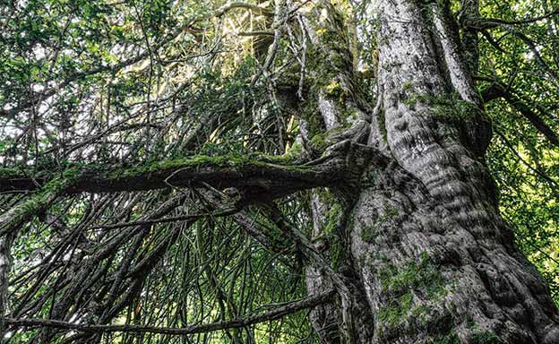 Dicen los lugareños que este es el tejo más grande de toda la Península. Una ruta recorre el bosque milenario donde habita, en la braña de Rioscuro, entre constantes saltos de agua del río Beyo y otras especies vegetales.
