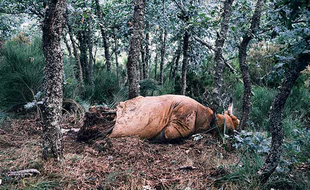 Navarra. Así se llamaba esta vaca. Estaba embarazada cuando un oso la mató. Su dueña, Tania Santamarta, sufrió por su muerte. Ahora le toca lidiar con la burocracia. Un año de espera para ser indemnizada.