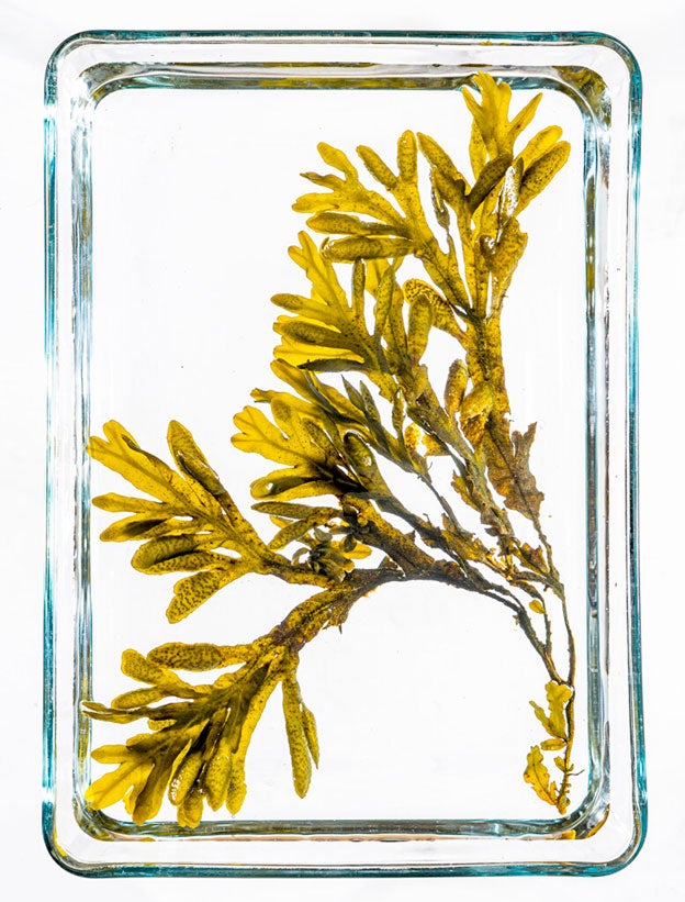 Las algas son ricas en vitaminas y minerales, como el calcio, el magnesio, el hierro, el fósforo, el potasio…