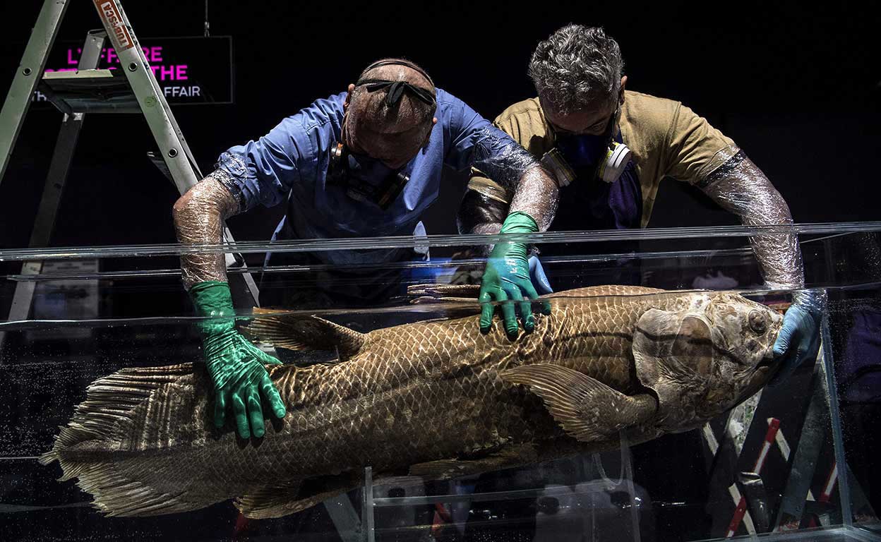 Taxidermistas del Museo Nacional de Historia Natural, en París, instalan un celacanto en un tanque lleno de formol. El animal fue una de las estrellas de la exposición Ocean, celebrada en sus instalaciones en marzo de 2019.