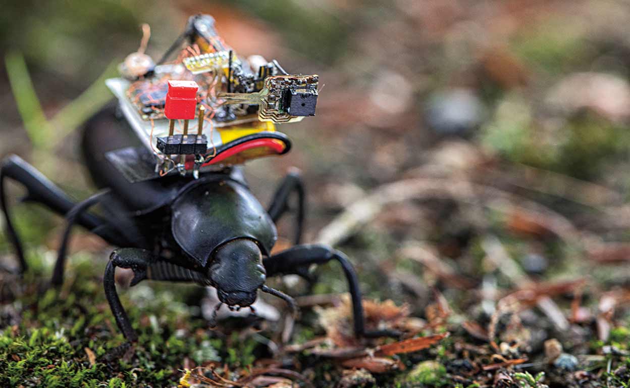 Un escarabajo 'ciborg' contra las plagas