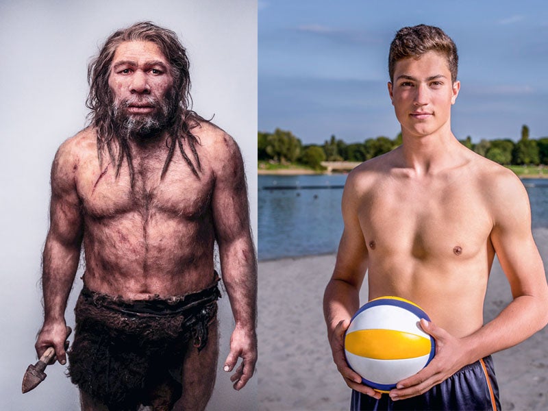 La reducción de la agresividad en el humano moderno comparado con el neandertal, según Richard Wrangham, se muestra en diversos aspectos físicos, entre ellos una menor diferencia entre sexos, el rostro masculino se aplana y se parece más femenino.