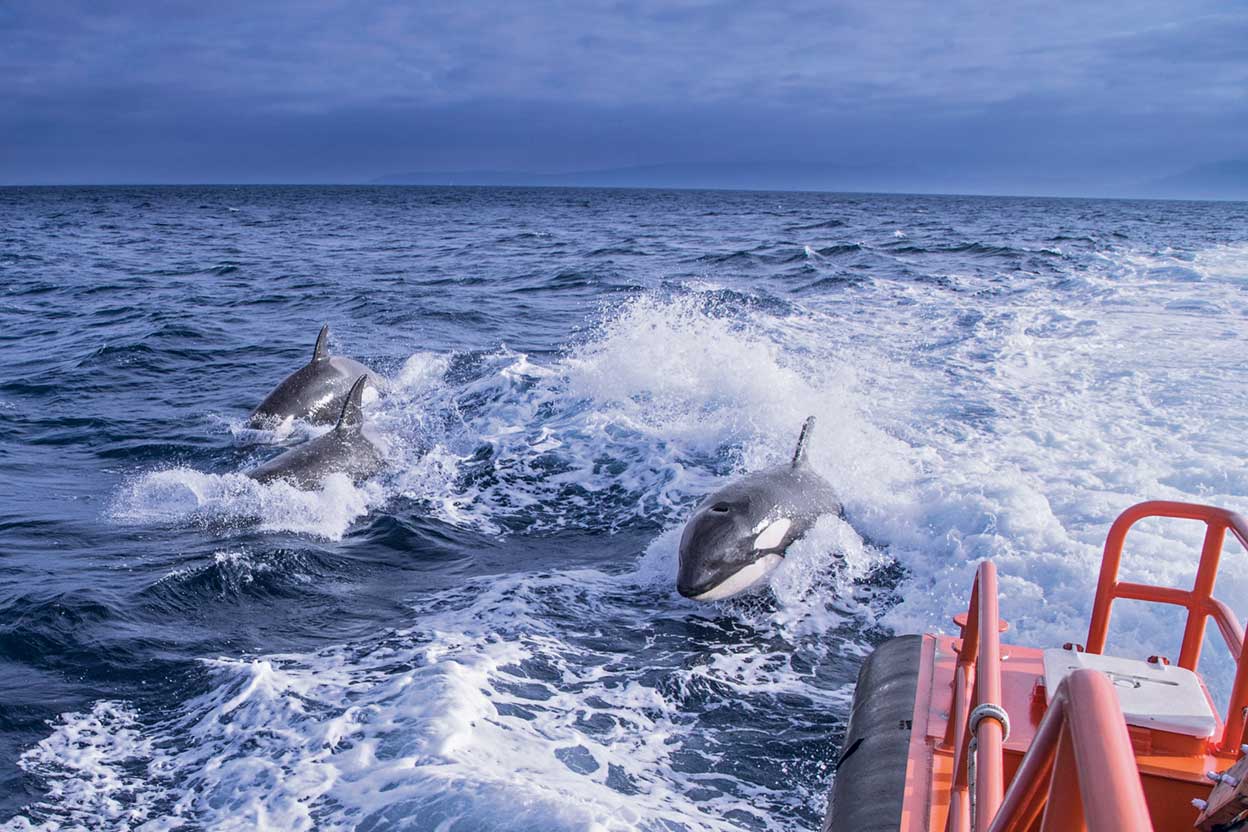 No es raro que las orcas naden junto a los barcos, lo extraño son las embestidas que se están dando frente a las costas españolas y portuguesas.