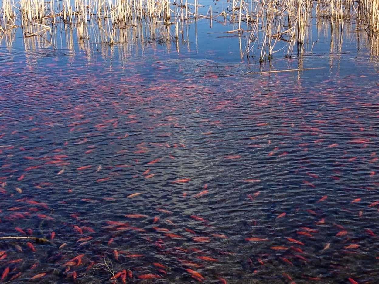 En marzo de 2015, miles de peces de colores fueron vistos en el lago Teller, frente a Arapahoe Road en Boulder, Colorado, para máxima preocupación de los biólogos.