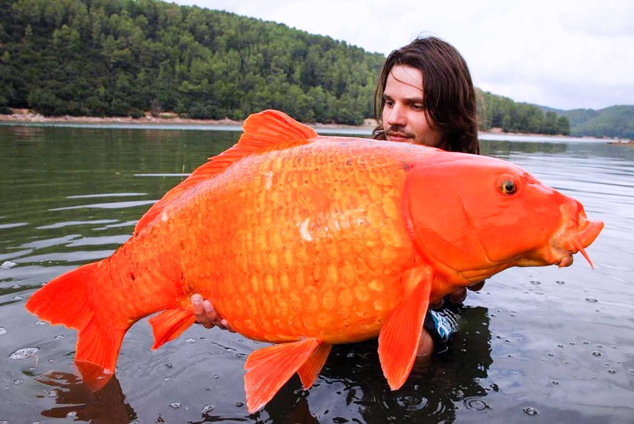 El pescador Rafael Biagini viralizó en 2010 esta imagen en la que se lo veía con una carpa koi (de la misma familia que los Goldfish) de unos 13,5 kilos que halló en un lago del sur de Francia. Muchos, de inicio, tildaron la imagen de montaje. No lo era. |