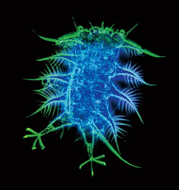 En los océanos subsiste la meiofauna, formada por invertebrados minúsculos que habitan en el fondo fangoso más profundo. Muchos son luminiscentes: en la zona abisal reina la oscuridad.