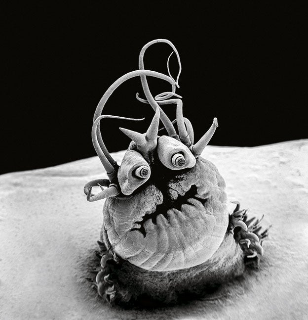 No es un teleñeco, es un poliqueto de la familia Nereidae. Y lo que parecen sus ojos no lo son: son palpos, unos apéndices articulados que usa como sensores.