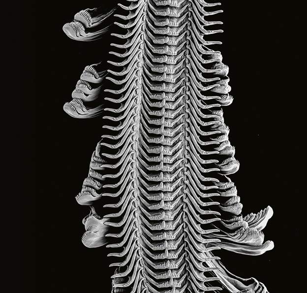 Los nematodos son unos gusanos microscópicos que viven en el suelo subacuático. Son parásitos de plantas, devoradores de raíces.