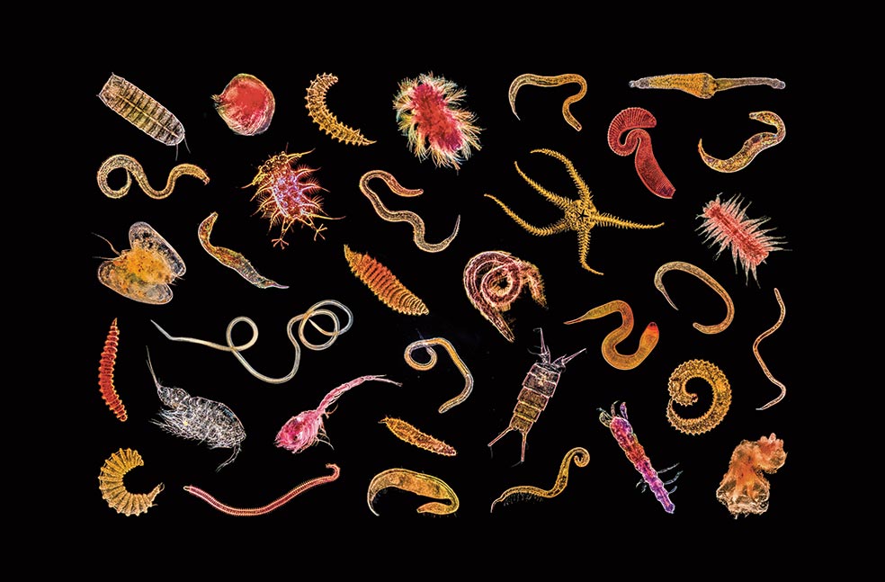 Para retratar a diminutos habitantes de la zona abisal –algunos, de hasta medio milímetro de tamaño– se han utilizado microscopios electrónicos de barrido con haz de electrones.