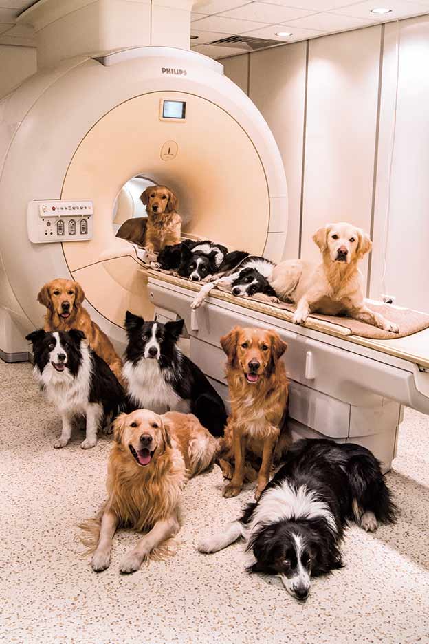 Las pruebas de resonancia magnética realizadas a un grupo de perros muestran su feliz respuesta cerebral cuando huelen a sus amos.