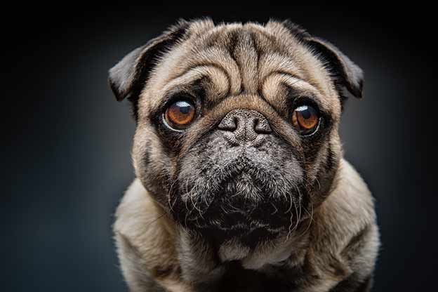 Tienen un músculo para subir las cejas y hacer un gesto que provoca ternura en los humanos. Es una ventaja evolutiva.