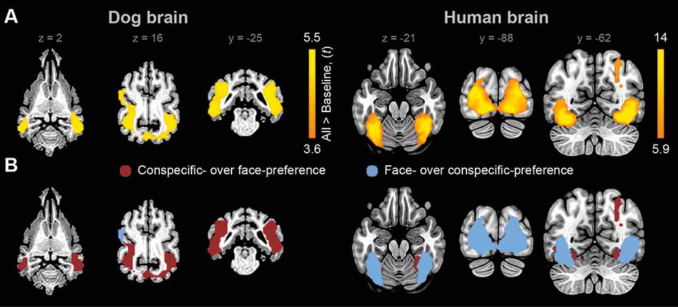 La Universidad de Eötvös Loránd, de Budapest, ha estudiado la respuesta cerebral de hombres y perros ante varios estímulos. Los perros identifican por olores y no les importan las caras.