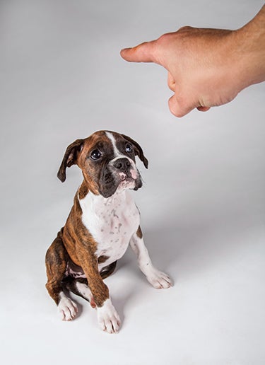 Cuando apuntamos con un dedo, los canes captan que estamos señalando algo; los demás animales miran el dedo.