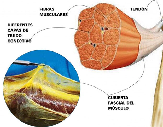 La fascia rodea cada una de las fibras musculares y el propio músculo en su conjunto.