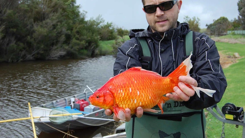 En Australia, investigadores de Ciencias Veterinarias de la Universidad Murdoch de Perth han documentado el aumento alarmante de peces de colores de más de un kilogramo en el río Vasse.