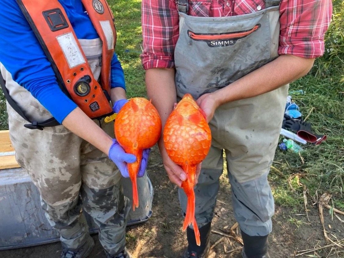 Peces de colores invasores del tamaño de un balón de fútbol están apareciendo también en los Grandes Lagos de Norteamérica, devorando especies nativas y causando estragos en los ecosistemas locales.