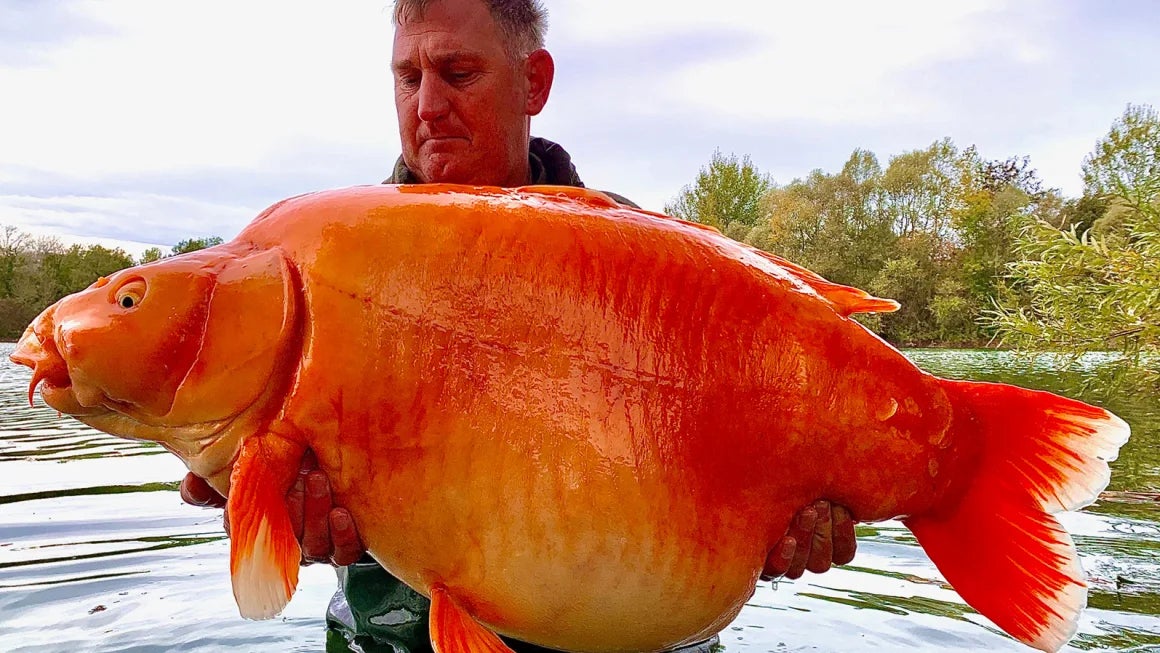 Después de una batalla de 25 minutos, el pescador británico Andy Hackett capturó una carpa colosal la región francesa de Champaña. Pesaba 30 kilos y la llamaron 'La zanahoria'.