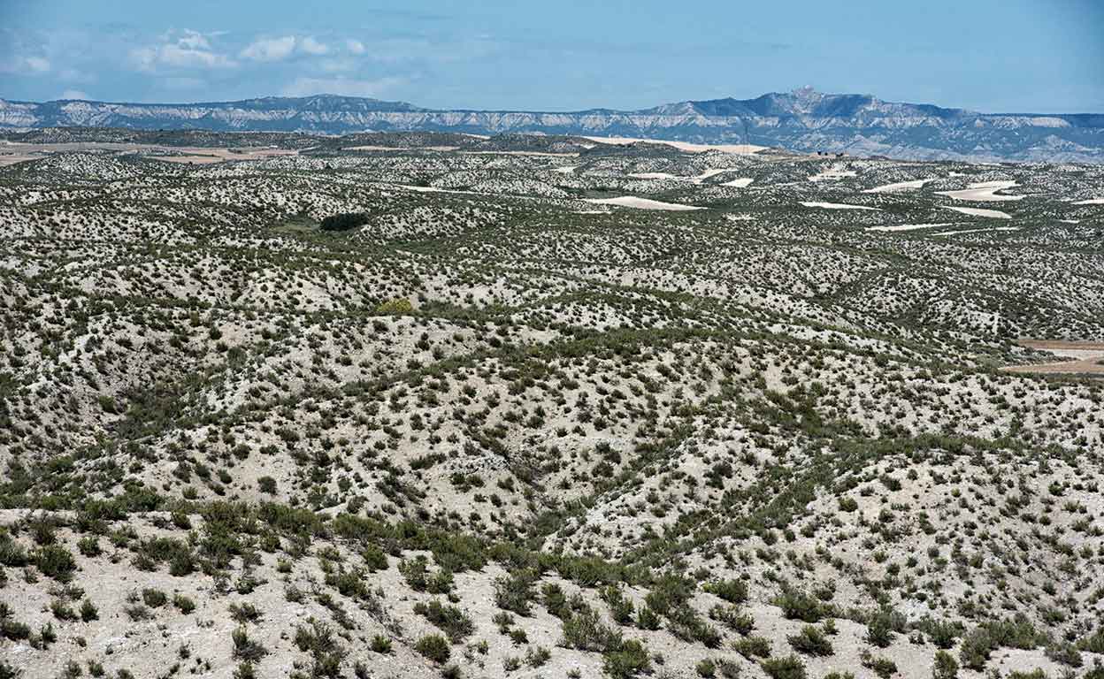 Las tierras áridas, como este monte de yesos, son un ecosistema emparentado con las estepas asiáticas. A simple vista parece un secarral, pero alberga 5400 especies de flora y fauna. En la región hay incluso algunos grandes vertebrados. Zorros y jabalíes son frecuentes en la sierra de Jubierre.