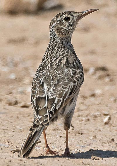 Amantes de las aves de todo el mundo acuden para observar, entre otras, a la alondra ricotí (en la foto), conocida como 'rocín' en Aragón, una especie amenazada. Viven aquí otras aves esteparias como el águila perdicera, el sisón o la avutarda, una de las aves voladoras más pesadas que existen.