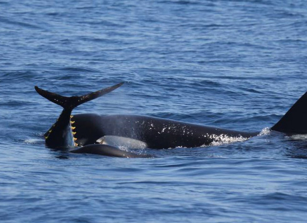 Algunas orcas se especializaron en robar los atunes de los pesqueros. Es más cómodo que cazarlos. Cuando lo hacen, atacan en grupo y persiguen a los atunes a mucha velocidad, hasta agotarlos.