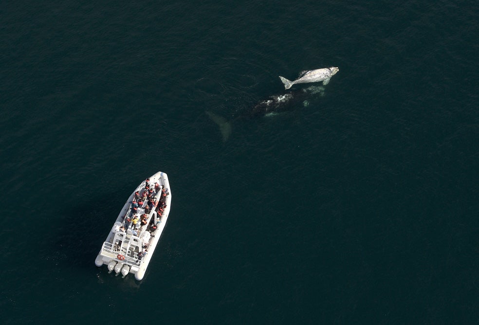 Una de las razones de los ataques que consideran los expertos es que hayan tenido una mala experiencia, que alguna haya resultado herida en una colisión con un barco.
