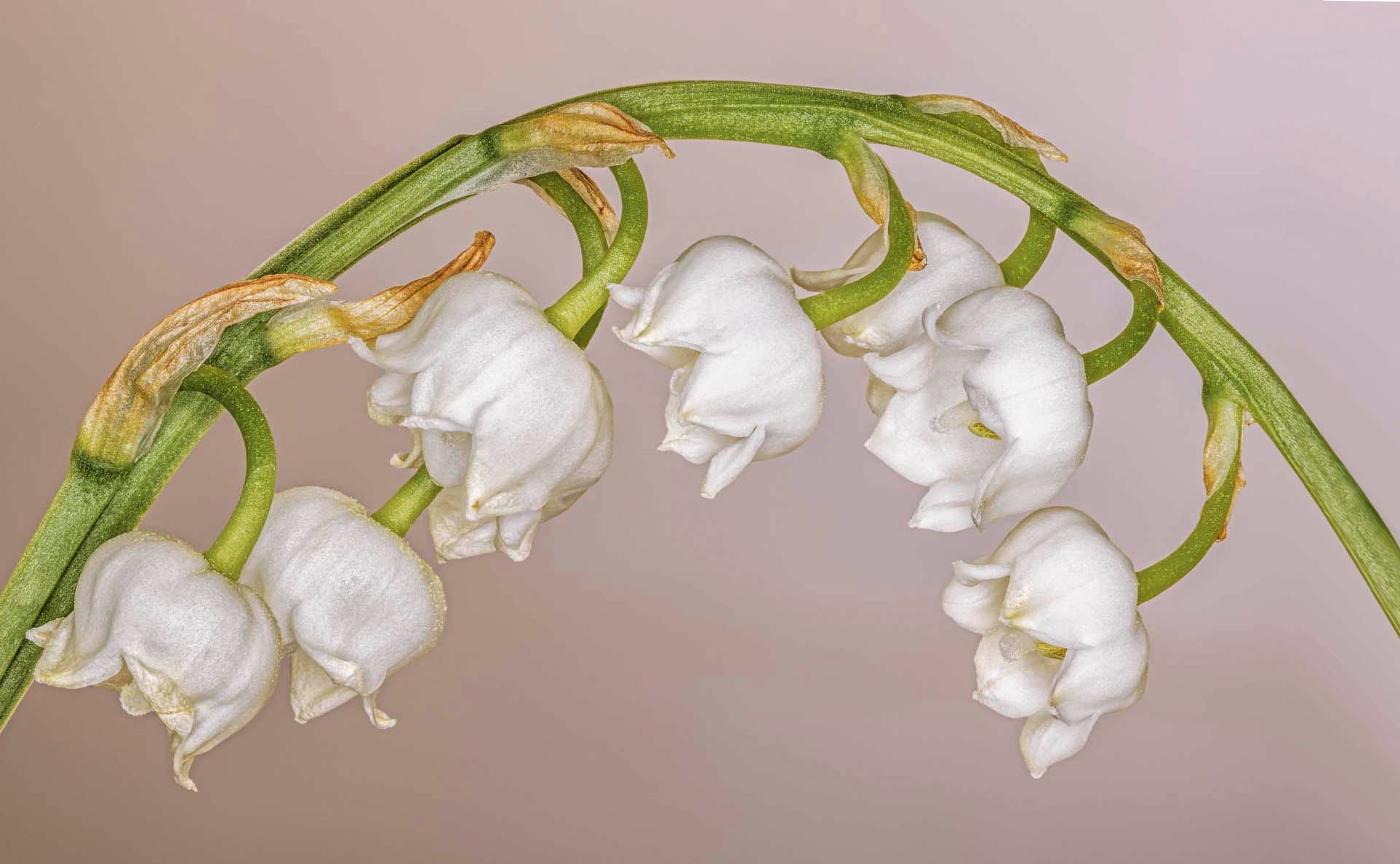 Las flores asesinas