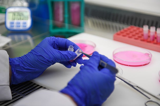 Con frecuencia, la muestra de tejido que se conserva es de la oreja, porque contiene un tipo de célula con especial capacidad de regeneración. Las orejas crecen a lo largo de toda la vida.