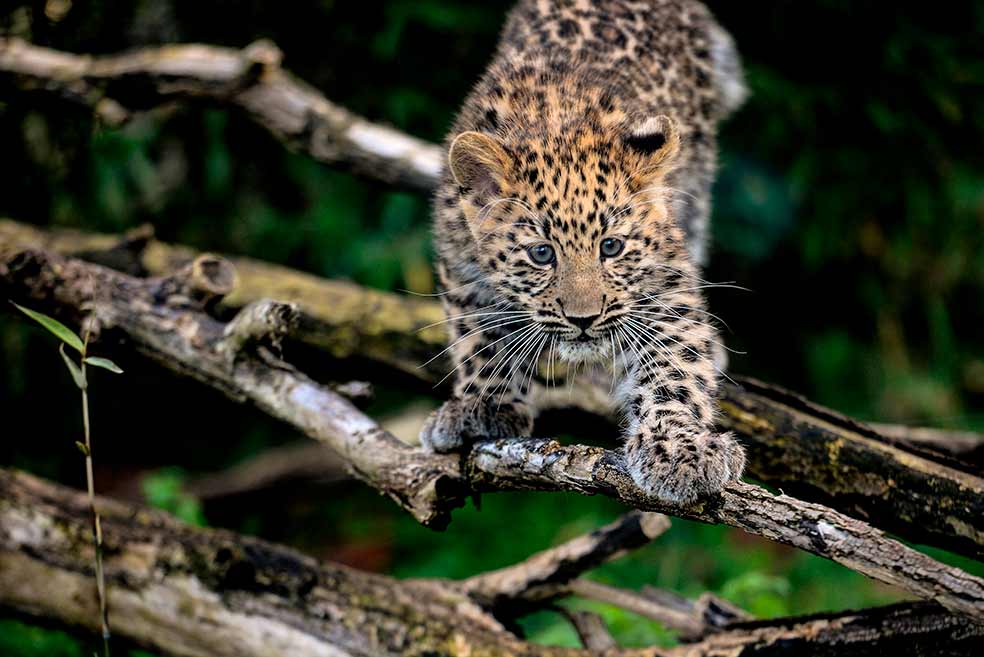 Una de las especies de la que ya se conservan muestras es el leopardo de Amur. Se mueve en el norte y el Este de Rusia, pero quedan poquísimos ejemplares. Hay más leopardos de Amur en cautiverio –menos de cien– que en estado salvaje.