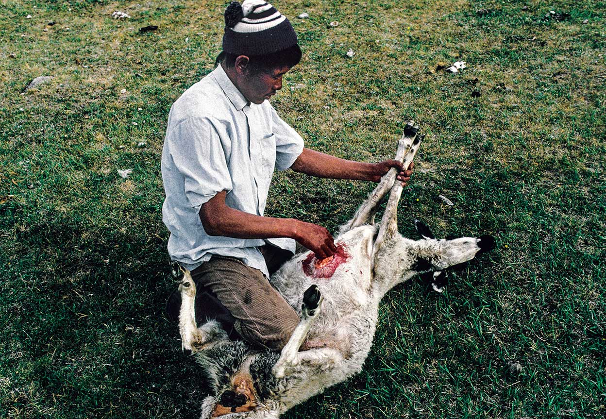 Idearon una manera eficaz de sacrificar a los animales: hacerles una escisión en el tórax y presionar la aorta. El animal sufre menos y se aprovecha toda su sangre.