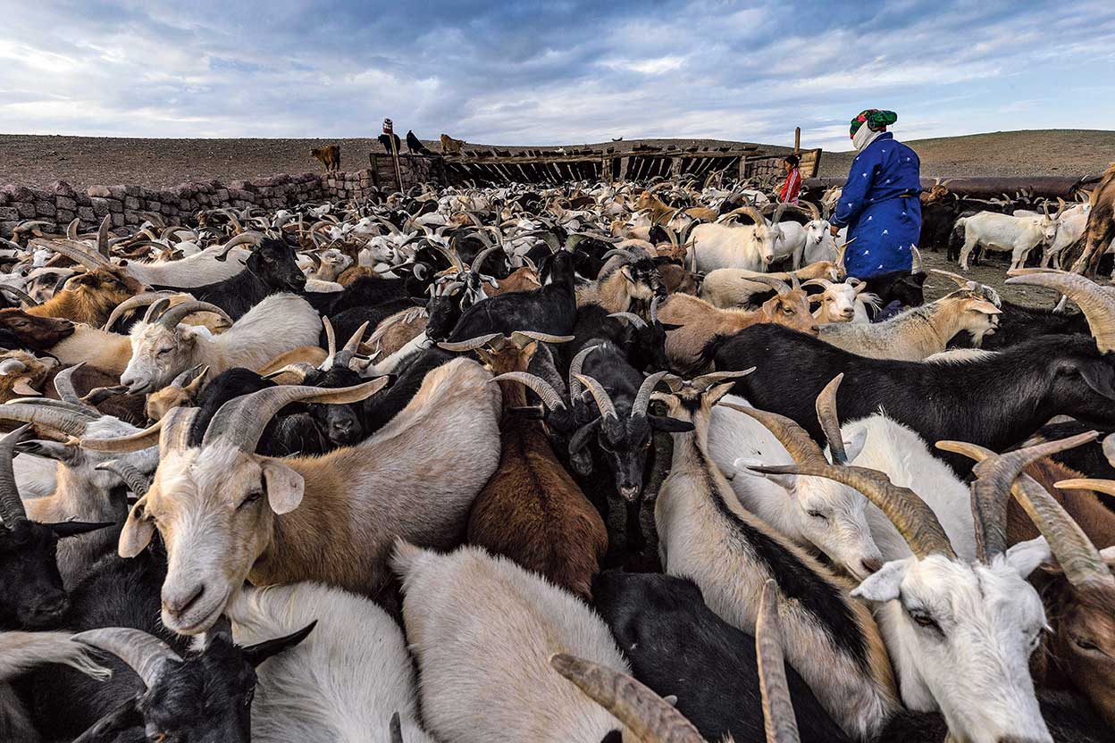 Los antiguos mongoles fermentaban la leche de cabras, yeguas, ovejas y camellas y elaboraban lácteos ricos en proteínas, azúcares, grasas y calcio.