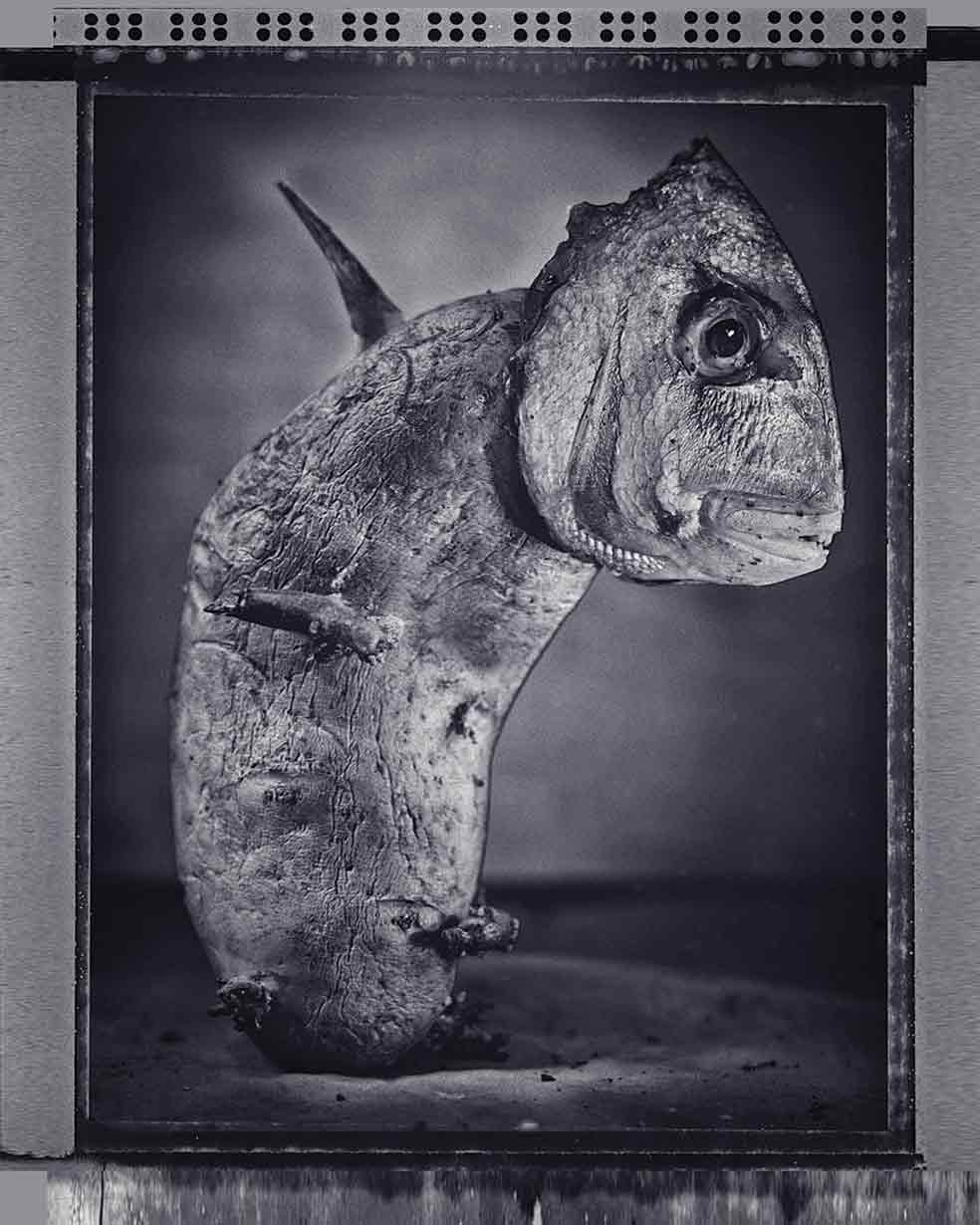Fusión surrealista entre el pescado y la patata, la obra del fotógrafo francés William Ropp es un tributo al fish&amp;chips, el clásico plato inglés. «Hay algo extremadamente maravilloso y extraño en esta composición —ha dicho Amy D’Agorne, miembro del jurado—. Tomada con una cámara Polaroid y sin más que una linterna, la imagen evidencia la destreza del fotógrafo».