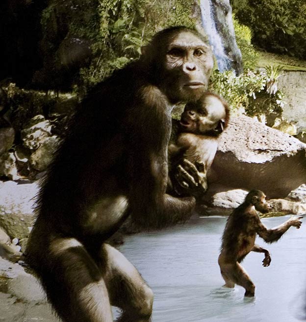 Perder vello y enderezarnos se convirtió en una ventaja evolutiva. Al caminar a dos patas, la respiración de los humanos no está condicionada por el impacto de las patas delanteras al correr y podemos utilizar la energía de manera más flexible.