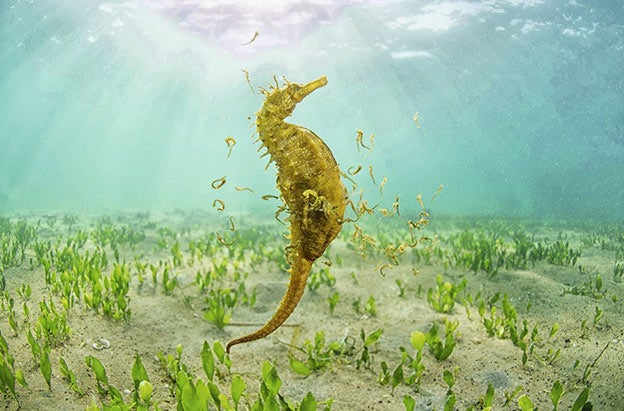 Los biobancos son una importante contribución en ecosistemas amenazados como el Mar Menor. El verano pasado quedaban solo 1.347 caballitos en ese mar que albergaba millones hace unas décadas. La Universidad de Murcia ya está preservando muestras de esta especie.