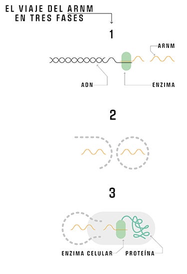 | 1. | Se diseña por ordenador una porción de ADN con el plan de montaje de la proteína deseada y luego se sintetiza. Es el patrón para elaborar el ARN mensajero (ARNm).| 2. |El ARNm producido en el laboratorio se empaqueta dentro de una cubierta de lípidos. De esta manera queda protegido y se evita que se descomponga rápidamente al entrar en el cuerpo.| 3. |Una vez inyectado, el ARNm llega al interior de una célula. A partir del plan de montaje que este contiene, las enzimas producen la proteína con efecto terapéutico sobre el organismo.