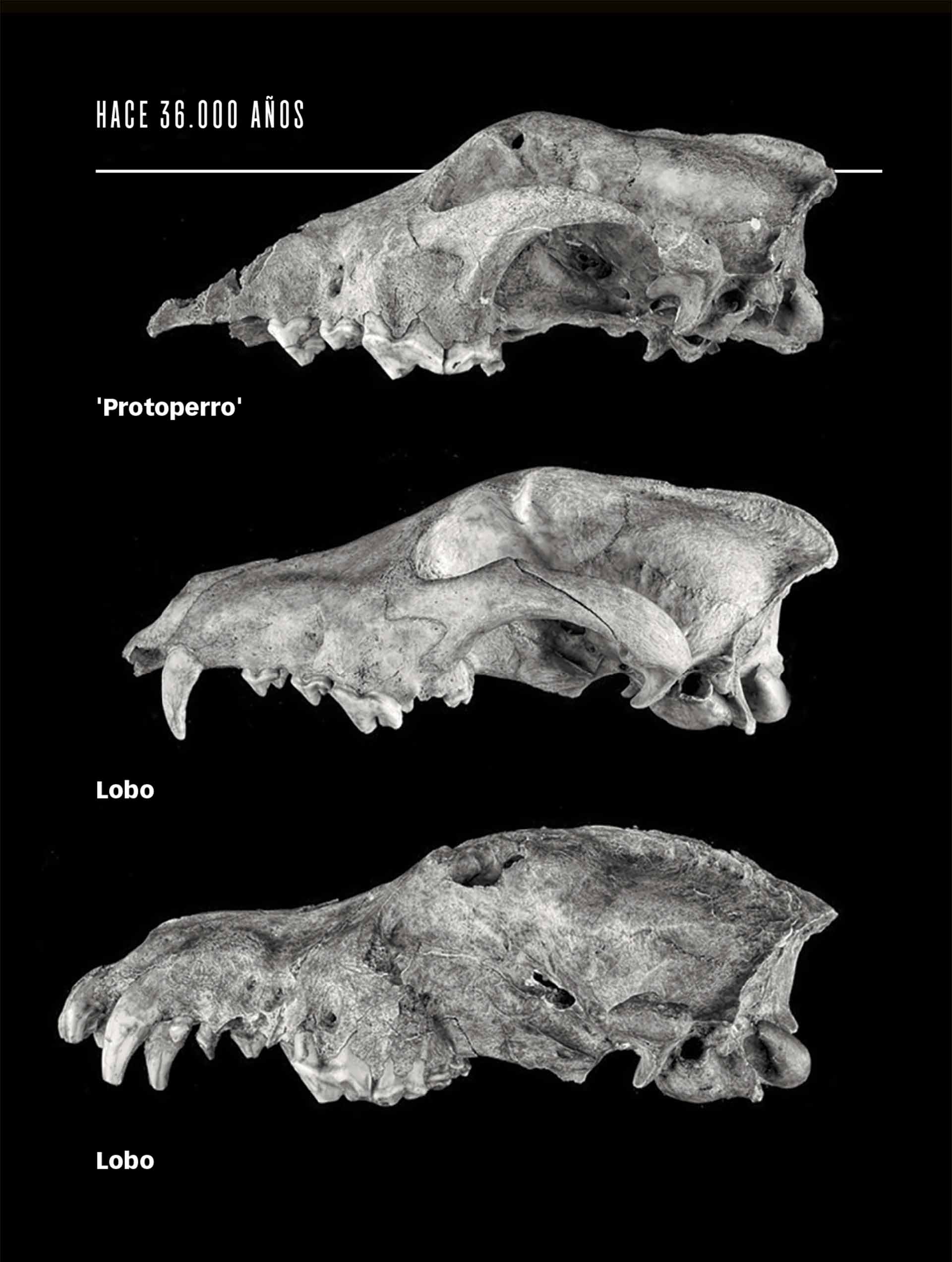 Arriba, el hocico corto y la caja craneal ancha de un ‘protoperro’ de hace 36.000 años hallado en la cueva belga Goyet. Abajo, dos lobos de cuevas cercanas.
