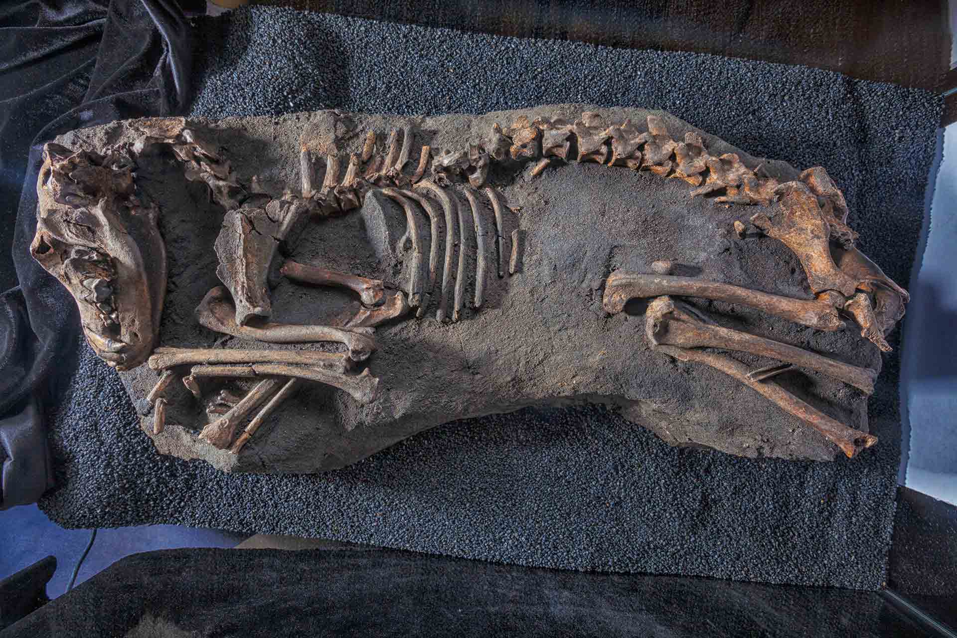 El estudio del colágeno de los huesos. La investigación indica que los lobos del Pleistoceno comían caballo. Los perros, sobre todo, reno y buey. Y los humanos, mamut.