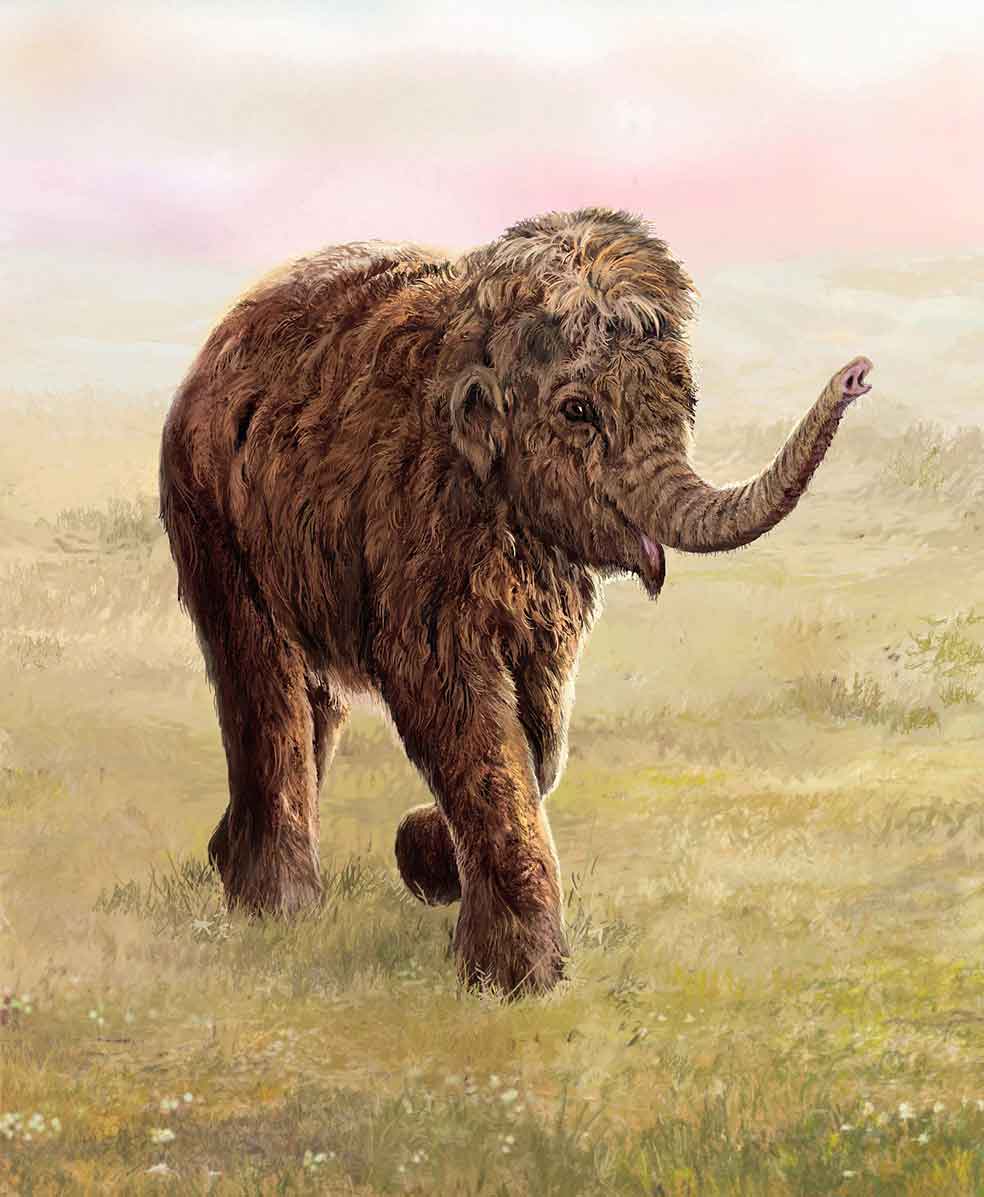 El animal pesaba 50 kilos y está tan bien conservado que, cuarenta milenios después, mantiene aún madejas de su pelo. A partir de sus genes, la empresa Colossal —con 15 millones ya de financiación en fondos privados— intentará crear miles de mamuts lanudos para que vuelvan a Siberia, como muestra esta recreación del museo Field, en Chicago.