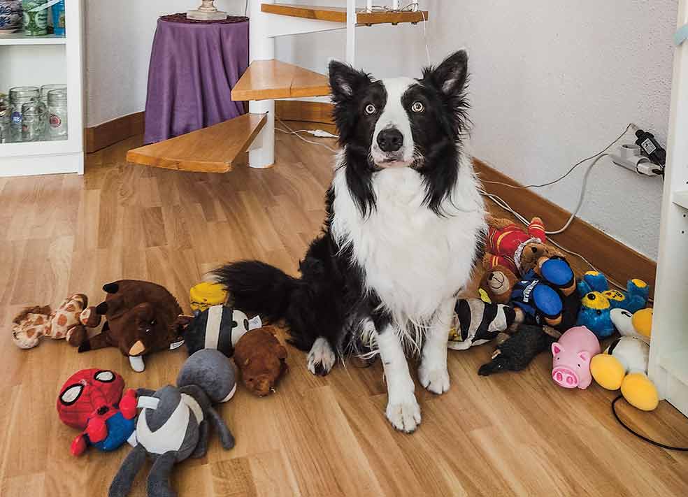 Rico es un border collie nacido en Paredes de Nava (Palencia), aunque él y sus dueños viven en Torrelodones (Madrid). Ya sabe distinguir más de 60 nombres. Pasó el confinamiento aprendiendo nuevas palabras y demostrando sus avances en la plataforma del Genius Dog Challenge, en YouTube.