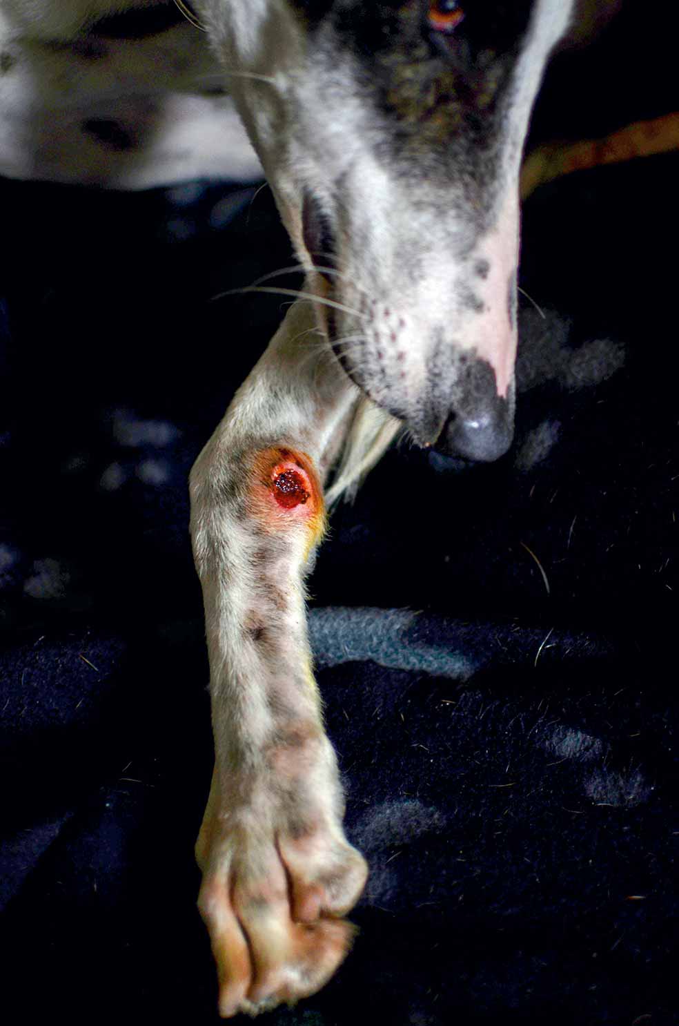 La caza de liebres con galgos data de la época de la Reconquista. Hoy persiste por diversión. El maltrato y abandono de galgos ha disminuido, pero no se ha erradicado.