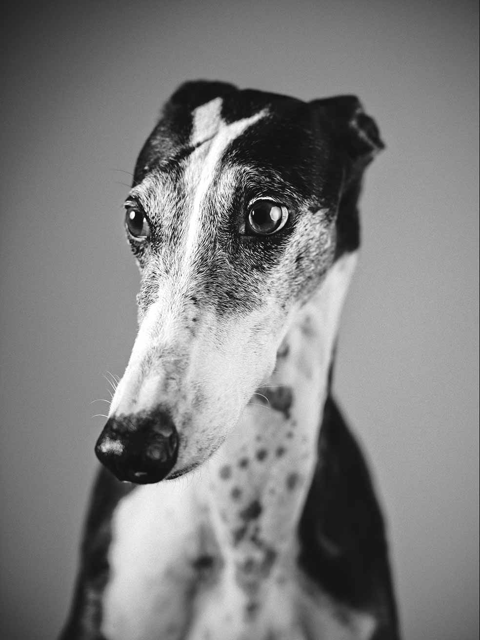 Son tranquilos. No buscan problemas ni arman jaleo. No necesitan demasiado ejercicio, se adaptan bien a la vida urbana. Peromconviene pasearlos atados porque conservan el instinto cazador y pueden poner tierra de por medio en pocos segundos. No babean en exceso ni sueltan apenas pelo. Vagos, frioleros y remolones... Solo tienen dos velocidades: punto muerto o sexta.