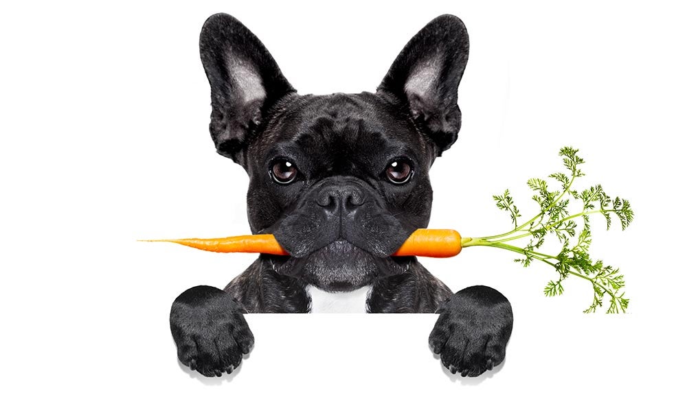 Antes, a los perros solo se les daba lo que sobraba, restos de comida, cereales, incluso excrementos humanos. Por eso, hoy los perros toleran una alimentación enormemente variada y también puede digerir las proteínas vegetales.