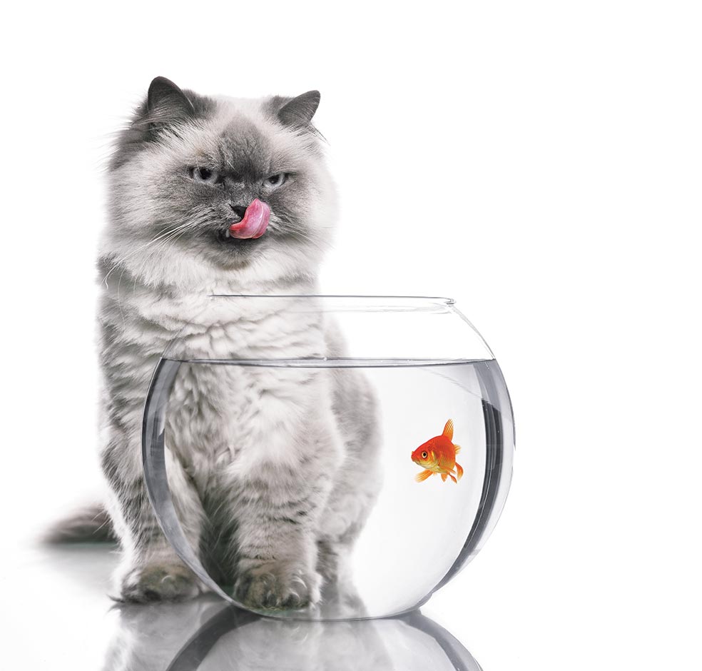 Los gatos han cazado siempre, no se han alimentado de nuestras sobras de comida. Son carnívoros totales.
