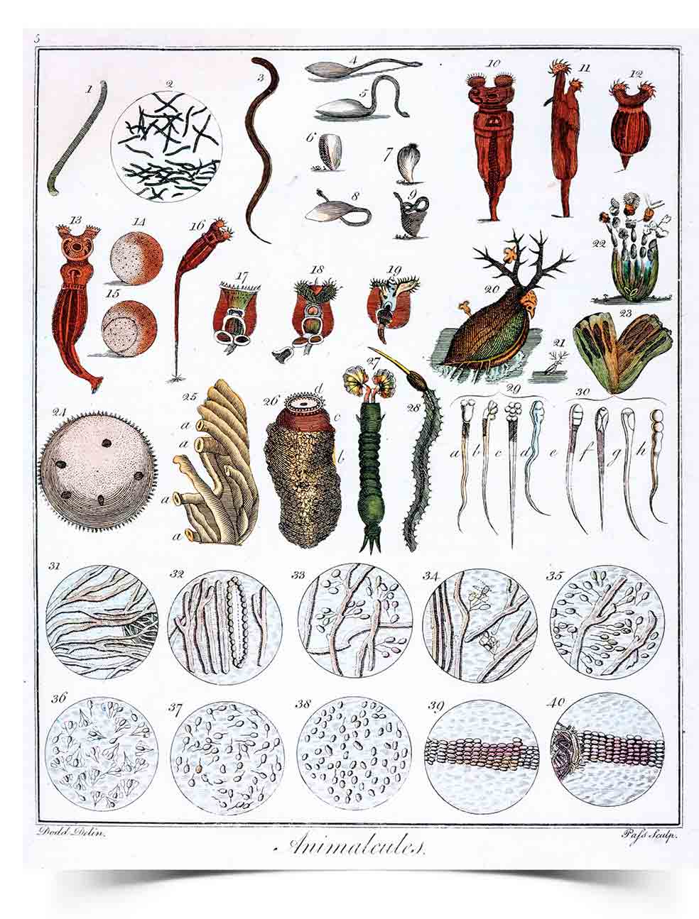 El pañero holandés contrató a un ilustrador para plasmar lo que iba descubriendo en sus observaciones y mostrarlo a la Royal Society.