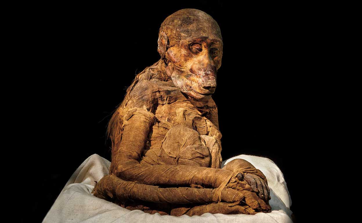 El mapa secreto de los babuinos sagrados