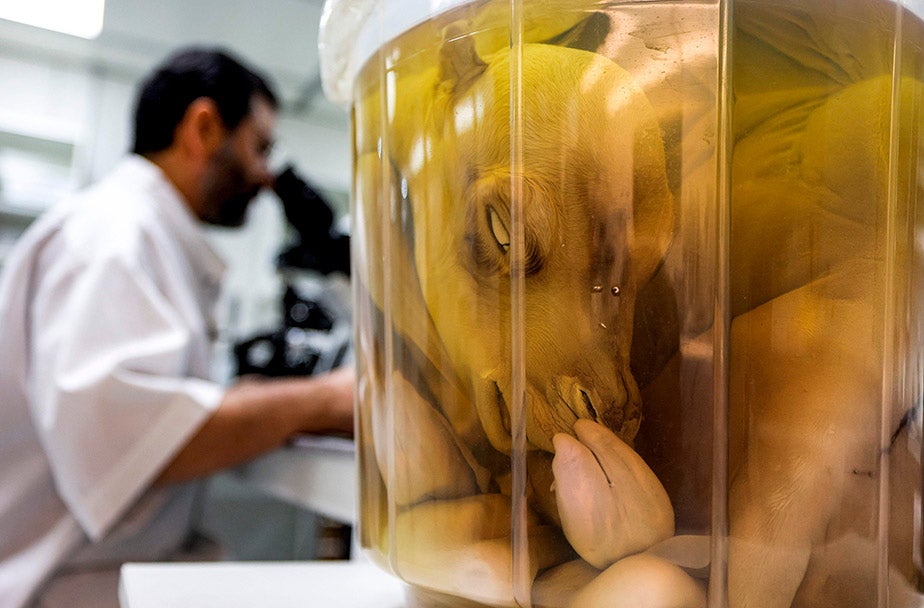 El director científico del Centro de Biotecnología Reproductiva, de Emirates Árabes Unidos, Nisar Wani, en su laboratorio de Dubai junto a un clon de camello conservado en formol.