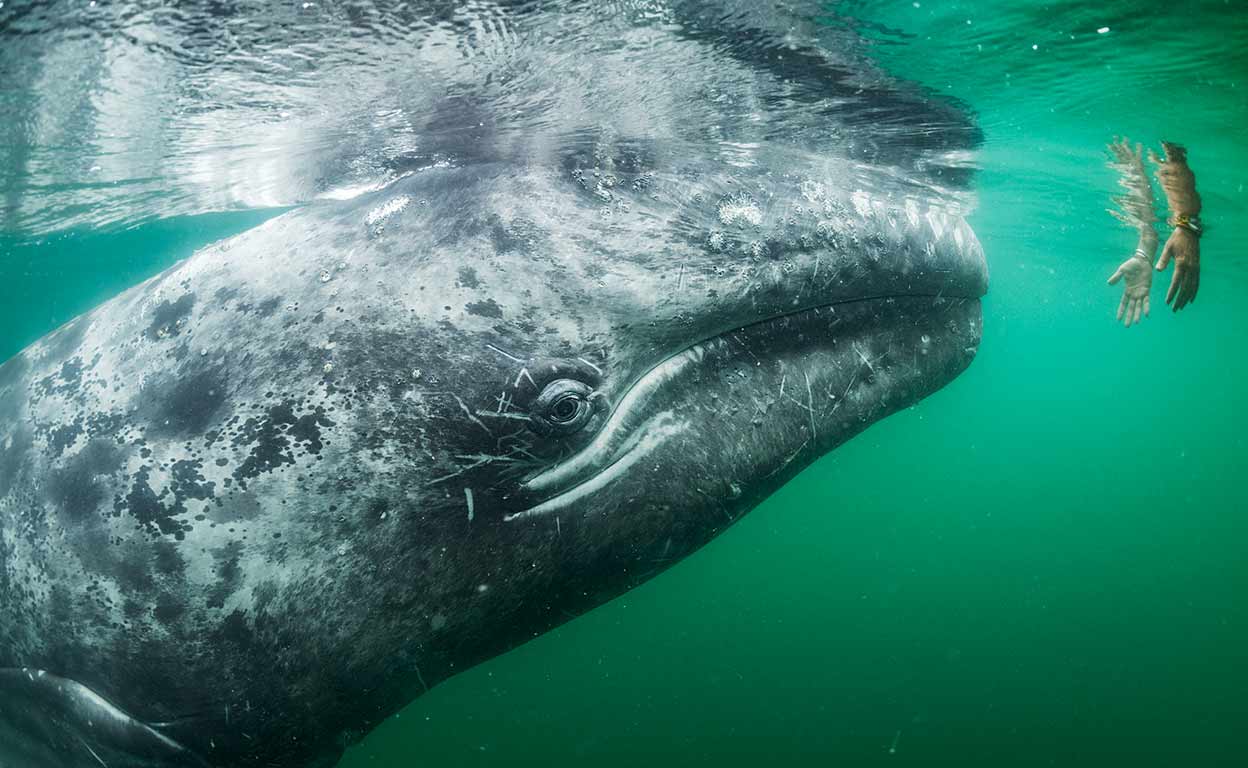 El fotorreportero Thomas Peschak muestra en su libro Wild seas un mundo cada vez más amenazado: el de los océanos. Con fotos como esta, premiada con el Wildlife Photographer of the Year, intenta acercarnos a sus habitantes.