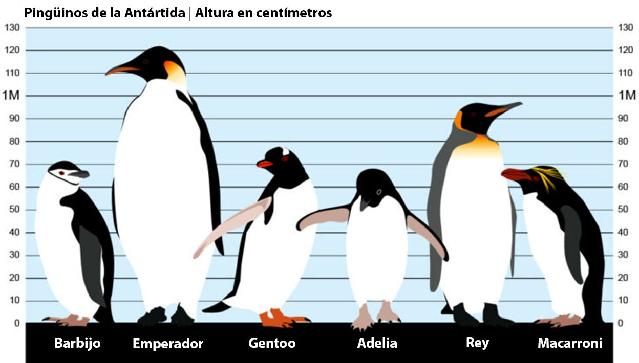 Existen 18 especies diferentes: todos los pingüinos tienen un cuerpo y una estructura similares, pero varían mucho en tamaño, desde el pequeño pingüino que pesa 1,1 kg y mide unos 40 cm de altura, hasta el pingüino emperador, que pesa hasta 40 kg y mide unos 115 cm de altura. Su velocidad de crucero en el agua es de unos 10 km por hora. Para recuperar el aliento y ahorrar energía mientras nadan, saltan del agua cada pocos metros.