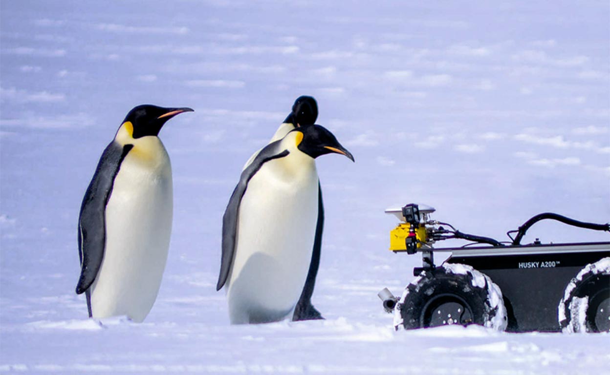 El espía de los pingüinos no trae buenas noticias